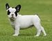 Orense regalo cachorros de bulldog frances