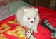 Perritos de Pomeranian - Foto 1