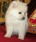 Perritos de pomeranian humildes disponibles