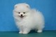 Pomeranian puppy hombre