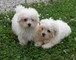 Potty saludable entrenado maltese puppies