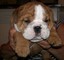 Preciosa Bulldog Inglés para los amantes de Mascotas - Foto 1