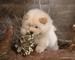 Preciosa camada de chow chow