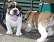 PUGGLE / BULLDOG CRUZ Hombre - Foto 1