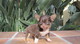 Pura Raza chihuahua cachorros - Foto 1