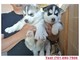 Pura raza Husky siberiano - Foto 1