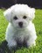 Qqqqasd AKC impresionante Bichon Frise - Foto 1