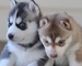 Regalo 2 Husky siberiano cachorros muy sociables - Foto 1