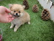 Regalo cachorritos lulu pomerania en adopcion