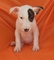 Regalo cachorros de bull terrier libre disponible