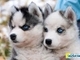 Regalo cachorros de husky para la adopción