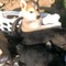 Regalo cachorros en venta - alaskan malamute / mezcla del pastor