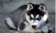 Regalo cachorros husky con pedigree internacional