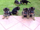 Regalo Cachorros Pastor Aleman para adopcion - Foto 1