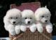 Regalo cachorros samoyedo mini toy