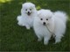 Regalo Dos perritos saludable Americana esquimales - Foto 1