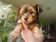 Regalo Excelente Cachorros yorkshire terrier Fantasticos - Foto 1