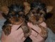 Regalo fantásticos cachorros teacup yorkie disponible ahora