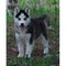 Regalo Gorgeous cachorros Siberian Husky - Foto 1