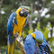 Regalo hablado y inteligentes loros guacamayo