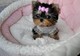 Regalo hermosos cachorros teacup yorkie.