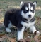 Regalo Impresionanante Camada De Siberiano Husky Adopcion - Foto 1