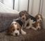 Regalo impresionantes cachorros beagle pedigree