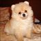 Regalo impresionantes pomerania cachorros