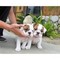 Regalo increíble bulldogs inglés disponibles para adopción