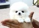 Regalo Inicio Formado perrito de Pomeranian - Foto 1