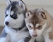 Regalo lindo mini-siberian husky cachorro en adopción