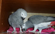 Regalo lindo yoco papilliero (loros grise africano)22 - Foto 1