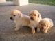 Regalo los cachorros labrador retriever perfecto