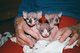 Regalo macho y hembra gatitos sphynx para adopcion