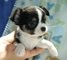 Regalo mini toy Cachorros Chihuahua - Foto 1