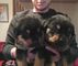 Regalo pequeños cachorros de rottweiller