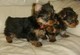 Regalo Perritos lindos y adorables de Yorkie para la adopción - Foto 1