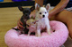 Regalo preciosos cachorros de chihuahua disponibles macho - Foto 1