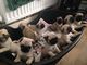 Regalo pug hermosos cachorros en venta