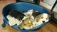 Regalo Venta de perros Beagle grueso - Foto 1