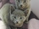 Rusos azules gatitos - Foto 1