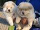 Sorprendentemente saludables Chow Chow cachorros para la venta - Foto 1