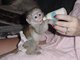Súper Excelente monos capuchinos Disponible - Foto 1
