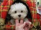 Teacup Precious Maltese Puppies disponibles - Foto 1