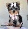 Teacup yorkie para la adopción