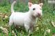 Temperamento adorable bull terrier toy cachorros