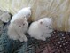 Toy gatitos persas listos para Navidad (Navidad adiciones nueva f - Foto 1