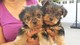 Tres cachorros Teacup Yorkie disponibles - Foto 1