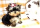 Un leal, Teacup Yorkshire Terrier - Foto 1