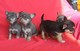 Venta cachorros chihuahua